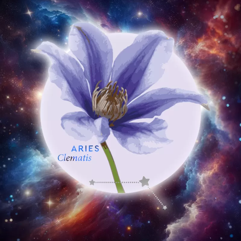 Floroscope 2024 Marginpar   Aries Clematis .webp